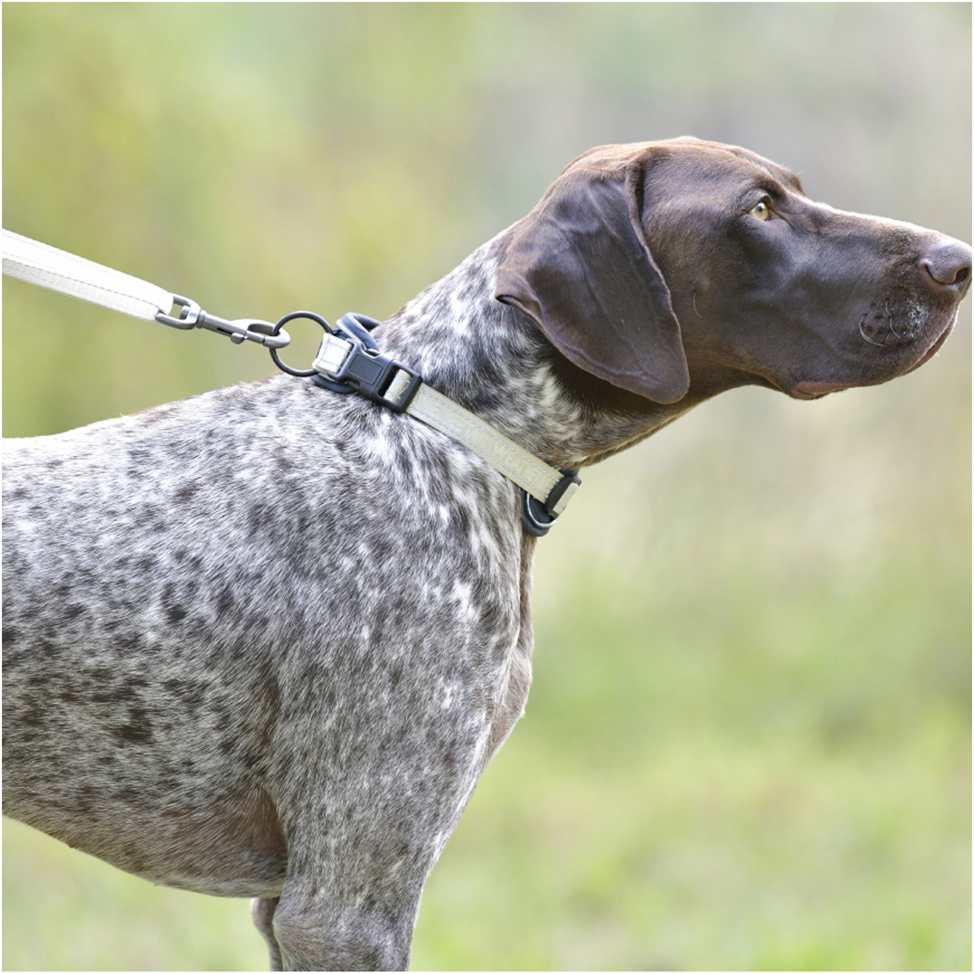 Weatherbeeta Explorer Dog Collar 1018198 - Navy